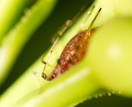 small aphid on a green leaf in the open air .