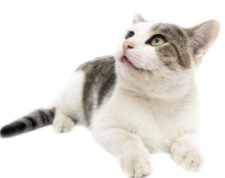 Portrait of a cat on a white background .の写真素材