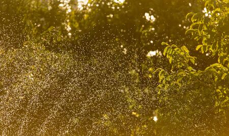 Splashes of water in the garden at sunset .の写真素材