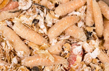 worms of maggots for fishing in sawdustの写真素材