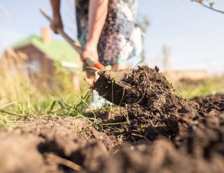 a woman digs a garden with a shovel .の写真素材