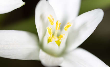White flower with yellow pollen on nature. Macroの写真素材