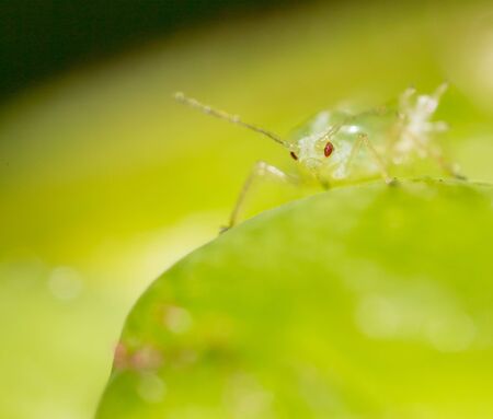 small aphid on a green leaf in the open air .