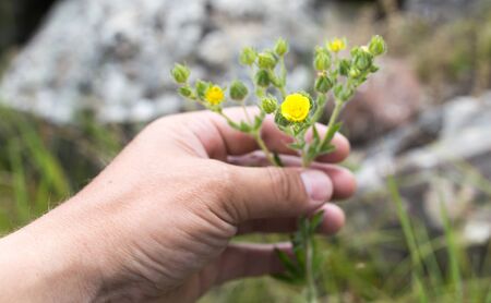yellow flower in hand on nature
