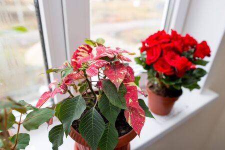 Flower in a pot on the windowの写真素材