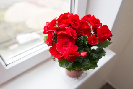 Flower in a pot on the windowの写真素材
