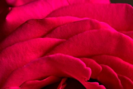 Petals of a red rose as a backgroundの写真素材