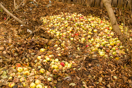 Apples lie on the ground in autumnの写真素材