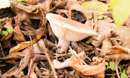Large edible mushroom in a parkの写真素材
