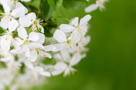 Beautiful flowers on a tree in the nature .の写真素材