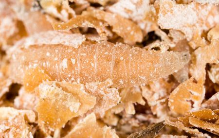 worms of maggots for fishing in sawdustの写真素材