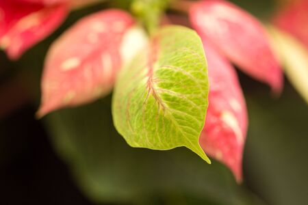 Decorative red leaves on a plant in a parkの写真素材