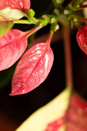 Decorative red leaves on a plant in a parkの写真素材