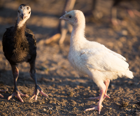small turkey chickens graze on the farm .