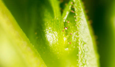 A green leaf of a tree as a background. Macroの写真素材