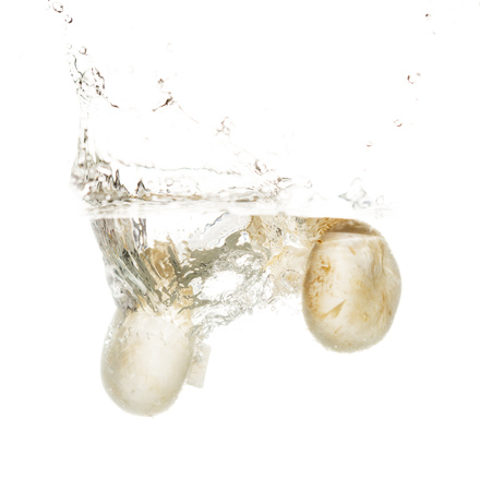 mushrooms champignons in water isolated on white background .の写真素材