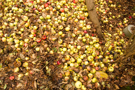 Apples lie on the ground in autumn .