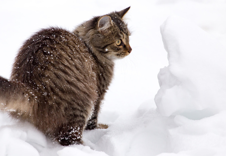 Cat walks in the snow in winter .の写真素材
