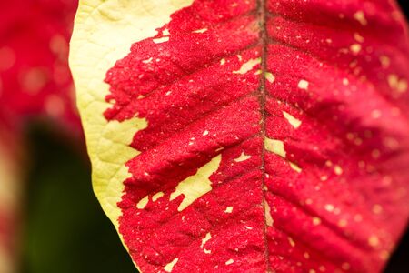 Decorative red leaves on a plant in a park