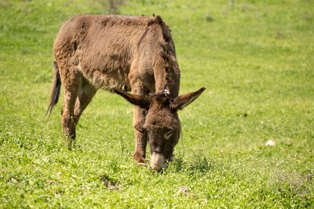 Donkey in the pasture in the spring .の写真素材