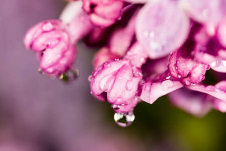 Lilac flowers with drops of water. Macroの写真素材