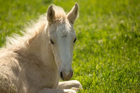 little horse lies on the green grass .