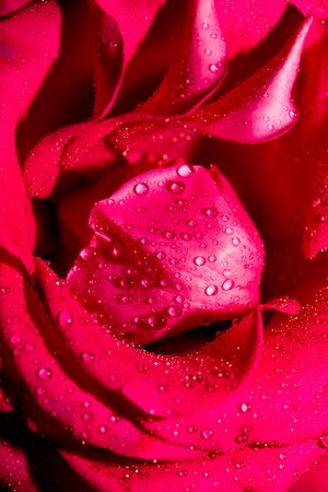 Water drops on a red rose as a backgroundの写真素材