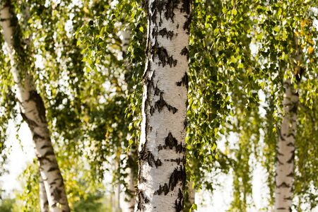 white trunks of a birch on the natureの写真素材