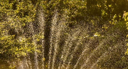 Splashes of water in the garden at sunsetの写真素材