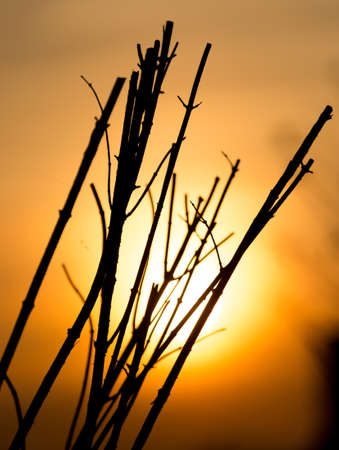 Tree branches in the rays of sunset .の写真素材