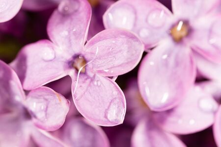 Lilac flowers with drops of water. Macroの写真素材