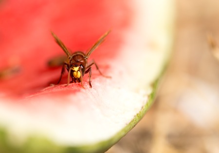 Wasp eats a red watermelon in nature. Macroの写真素材