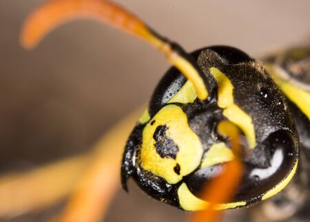 Portrait of a yellow wasp in nature. Macroの写真素材
