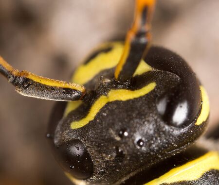 Portrait of a yellow wasp in nature. Macroの写真素材