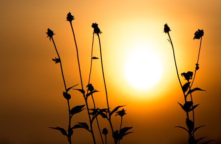 Grass in the rays of sunset as background .の写真素材