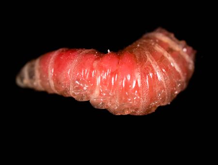 worm of maggots on a black background .