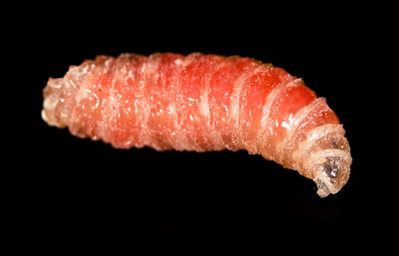 worm of maggots on a black background .