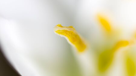 White flower with yellow pollen on nature. Macroの写真素材