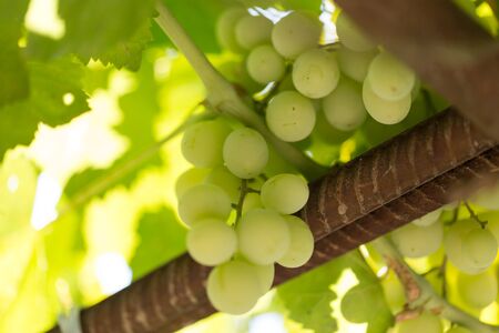 Green grapes in the garden in summer .の写真素材