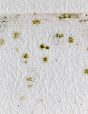 Mold on a white wall as a background .の写真素材