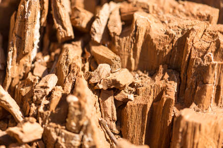 Old wood on nature as an abstract background .
