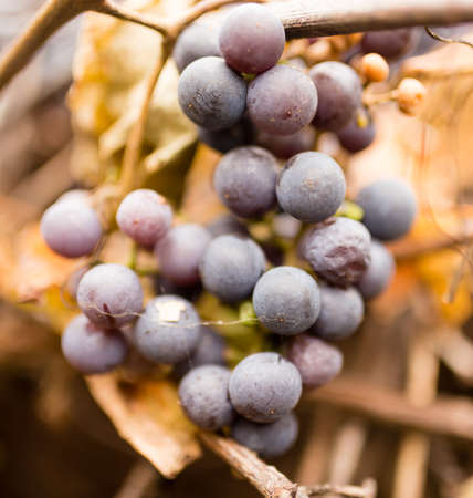 black grapes in the fall on nature .