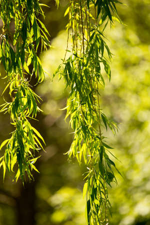 Green leaves on a tree in a parkの写真素材