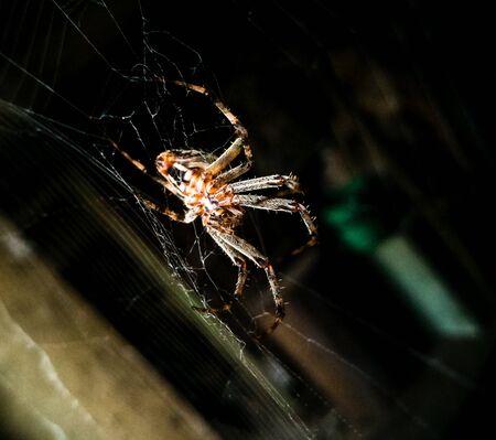 Spider on the web in the pantry .