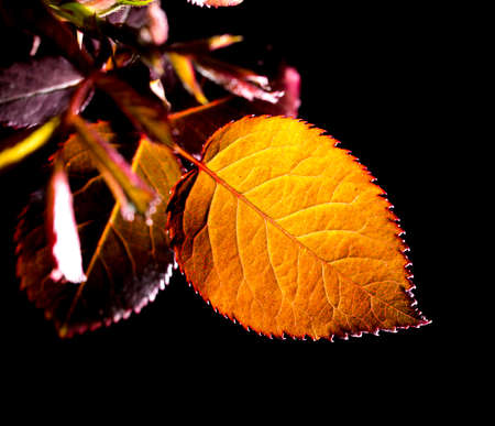 Young leaves with drops of dew on a black background .