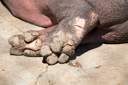 Paws with fingers at the hippopotamus in the zooの写真素材