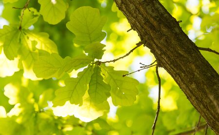 Green leaves on the branches of oak in the nature
