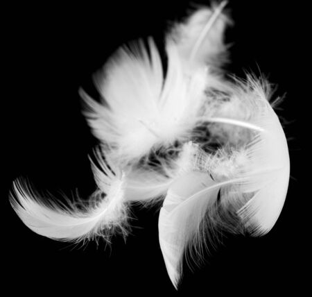 White feather of a bird on a black background .の写真素材