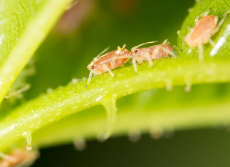 small aphid on a green leaf in the open air .