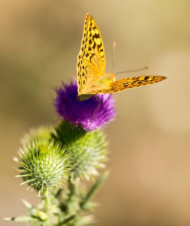 Beautiful butterfly in the wild on a plant. Macroの写真素材